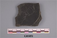 藏品(三分節蟲類(模))的圖片